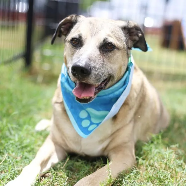 An adult large-sized female Labrador Retriever dog named Wren for adoption in San Antonio, TX