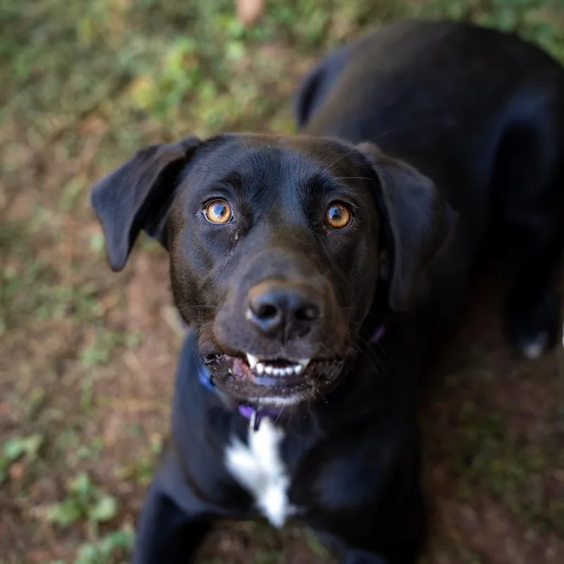 A young medium-sized female Black Labrador Retriever dog named Vera for adoption in Gainesville, GA