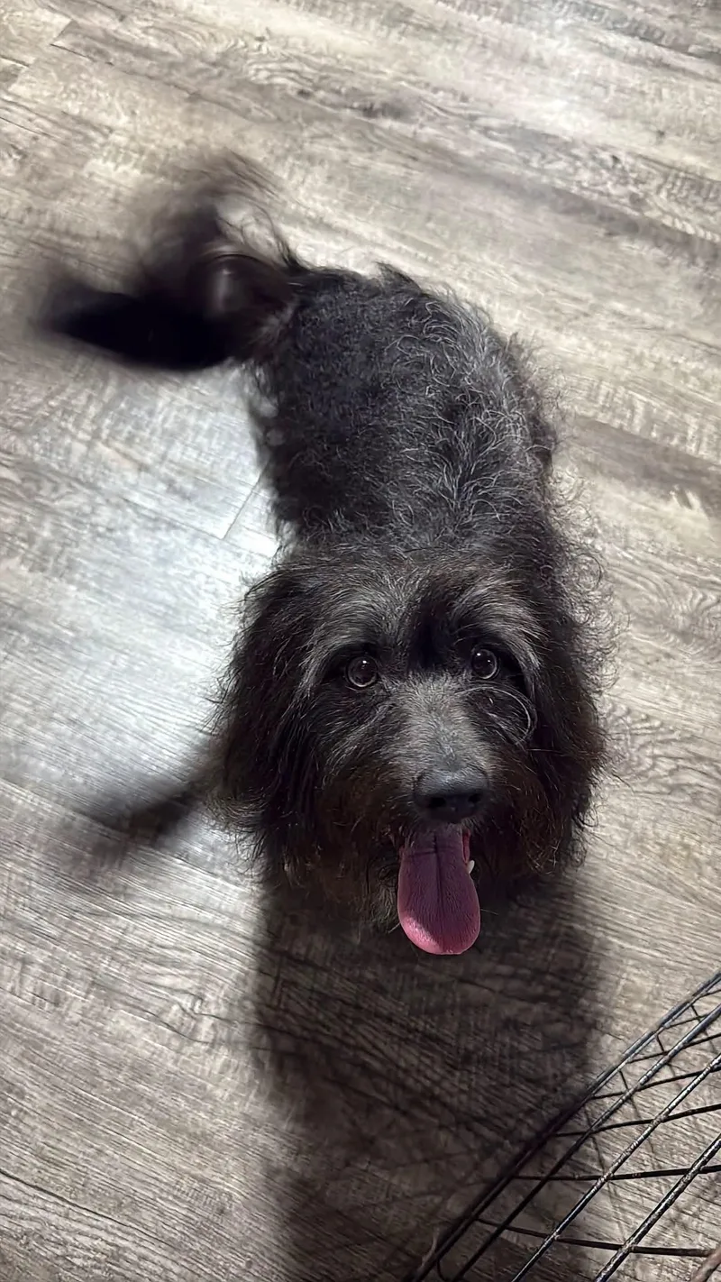 A young small-sized male Bichon Frise dog named Pickles for adoption in Alma, MI