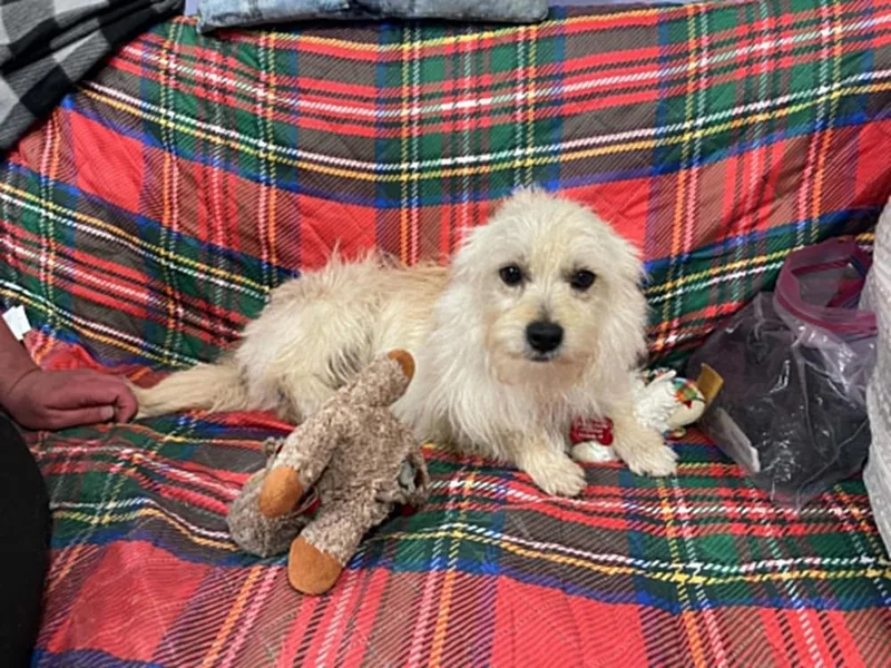 An adult small-sized male White / Cream Terrier dog named Grogu for adoption in Dutton, VA