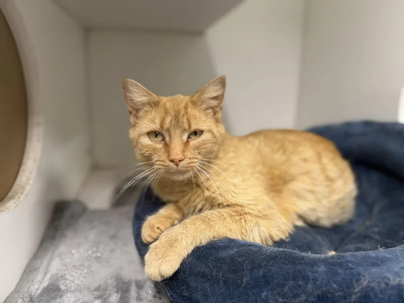 An adult medium-sized female Orange & White Domestic Short Hair cat named Peaches for adoption in Leitchfield, KY