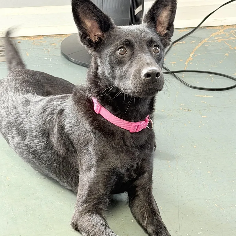 A young medium-sized female Black German Shepherd Dog dog named Pixel for adoption in Owensboro, KY