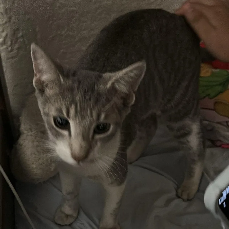 A baby medium-sized female Domestic Short Hair cat named Lake Coming In for adoption in Clifton, NJ
