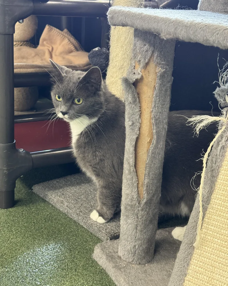 An adult medium-sized female Gray & White Domestic Short Hair cat named Adelaide for adoption in Seneca, PA