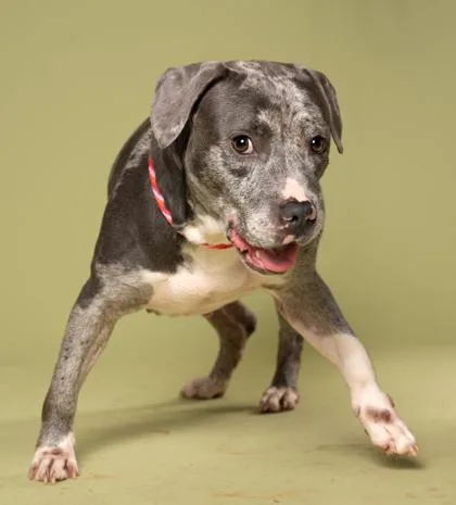 An adult large-sized female Pit Bull Terrier dog named Stormie for adoption in Atlanta, GA