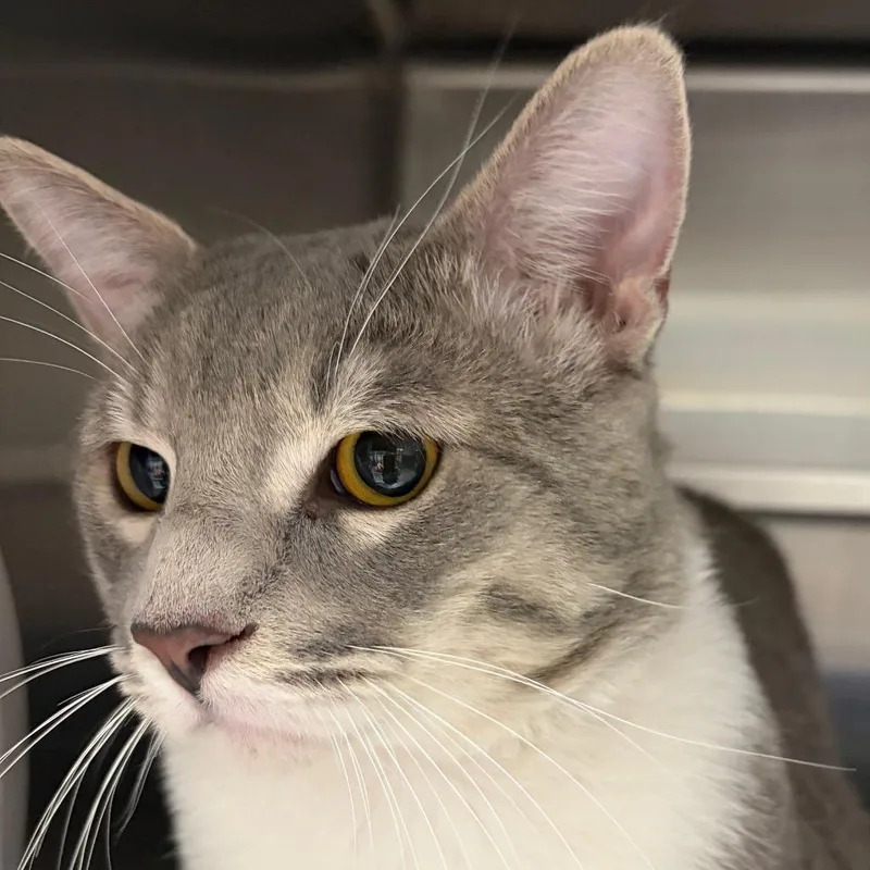 A young large-sized male Gray / Blue / Silver Domestic Short Hair cat named HACCStray for adoption in Henderson, NV