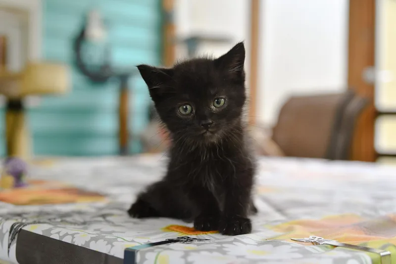 A baby medium-sized male Black Domestic Short Hair cat named Iliya for adoption in Hermitage, PA