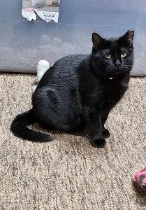 An adult medium-sized female Black Domestic Short Hair cat named Mama Batts for adoption in Hampstead, NC