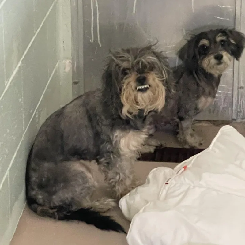 A young small-sized female Miniature Schnauzer dog named Valentina for adoption in Newark, NJ