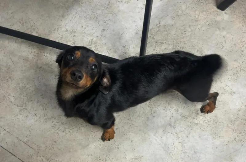 A young large-sized male Dachshund dog named Chase for adoption in Manchester, TN