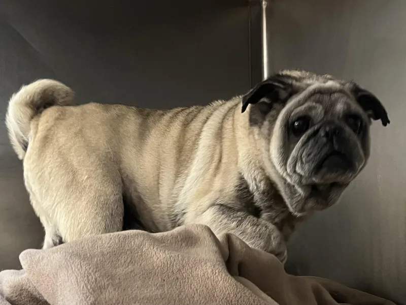 A senior small-sized male Pug dog named Ozzy for adoption in San Pedro, CA