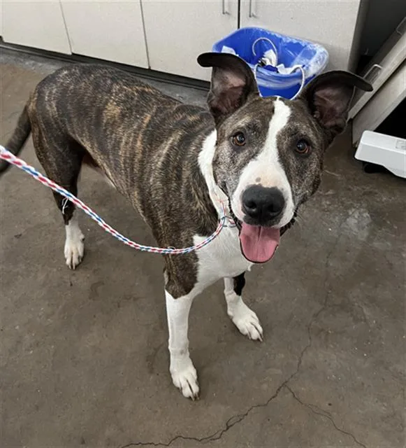 An adult large-sized male Pit Bull Terrier dog named Zimba for adoption in Dallas, TX