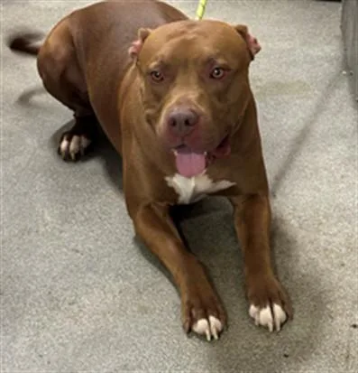An adult large-sized male Pit Bull Terrier dog named Sox for adoption in Upper Marlboro, MD