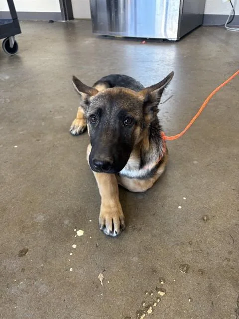 A baby medium-sized female German Shepherd Dog dog named Dory for adoption in Ontario, CA
