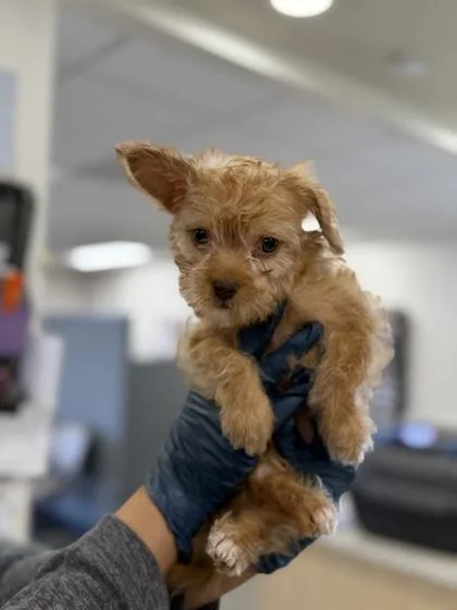A baby small-sized male Miniature Poodle dog named Colonel Sanders for adoption in Sacramento, CA
