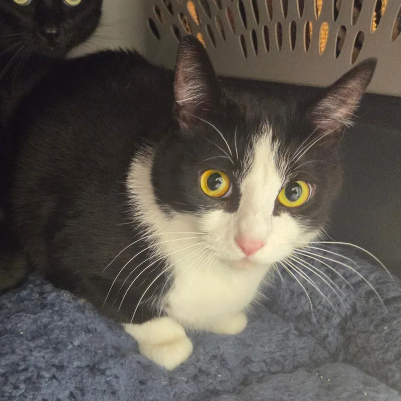 An adult large-sized male Black Domestic Short Hair cat named Pokey for adoption in Chattanooga, TN