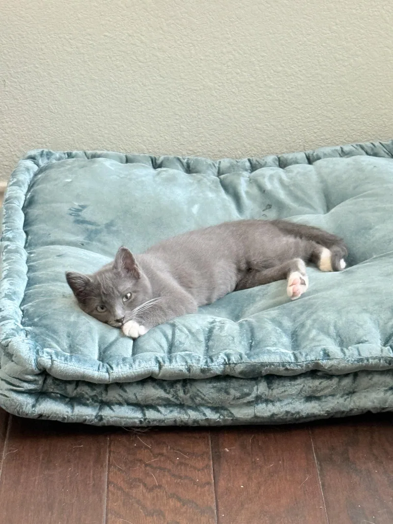 Muffin thumbnail 2