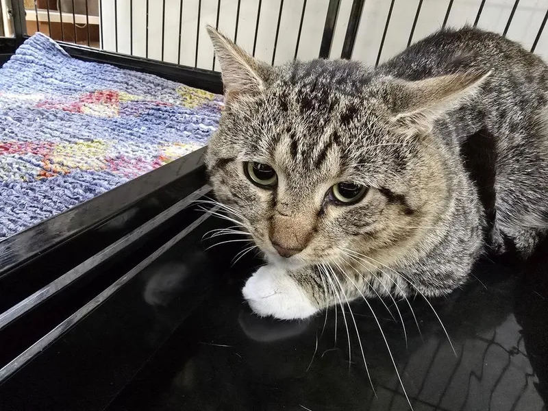 An adult medium-sized male Brown / Chocolate Domestic Short Hair cat named King Tut for adoption in Southbury, CT
