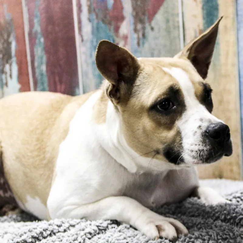 An adult medium-sized female White / Cream Beagle dog named Lyrica for adoption in Casa Grande, AZ