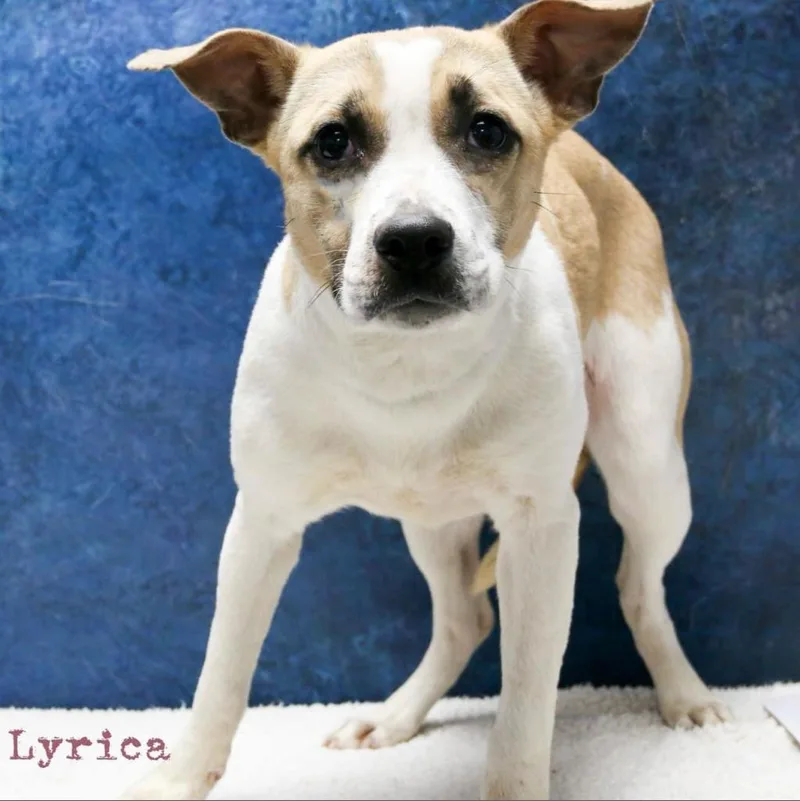 Lyrica thumbnail 2