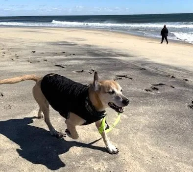 A senior medium-sized male Yellow / Tan / Blond / Fawn Chiweenie dog named Benji for adoption in Brooklyn, NY