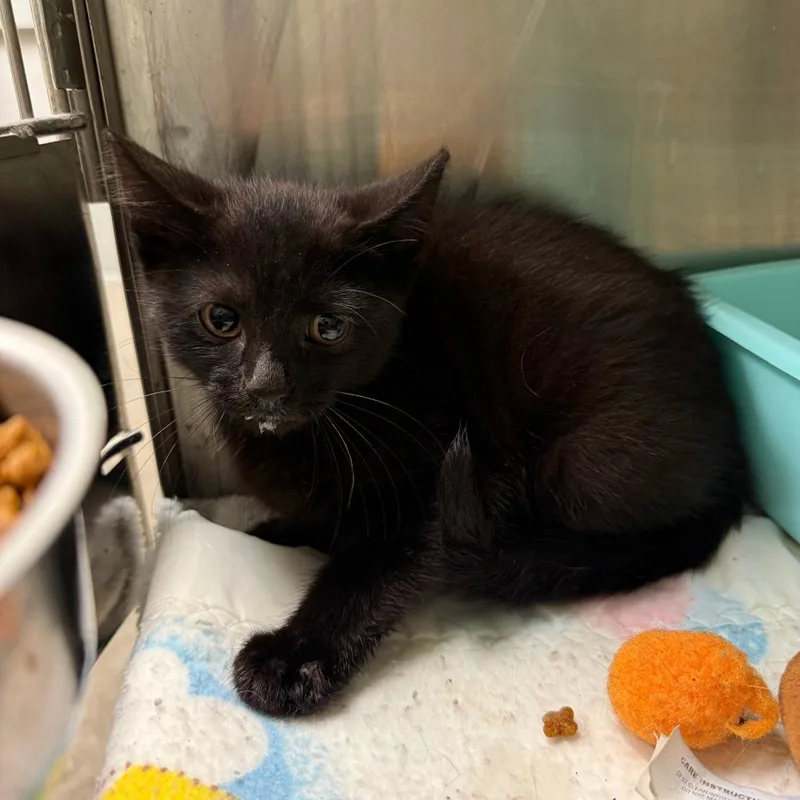 A baby small-sized male Domestic Short Hair cat named Vader for adoption in Richmond, IN