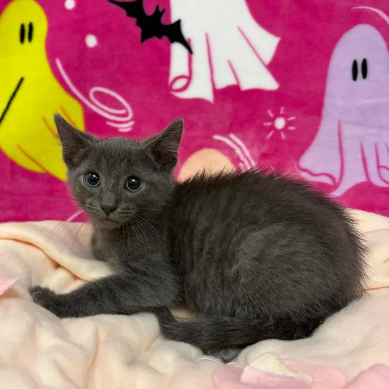 A baby small-sized male Gray / Blue / Silver Domestic Short Hair cat named Aster for adoption in Deerfield, IL