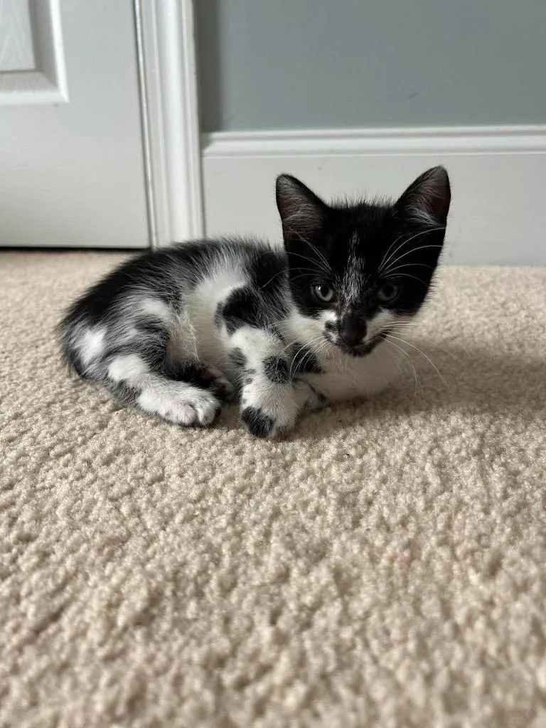 A baby large-sized male Domestic Short Hair cat named Darcy for adoption in warrenville, SC