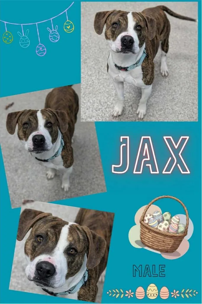 Jax thumbnail 2