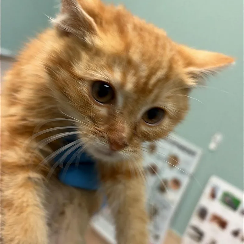 A baby small-sized male Domestic Medium Hair cat named Apollo for adoption in Tacoma, WA