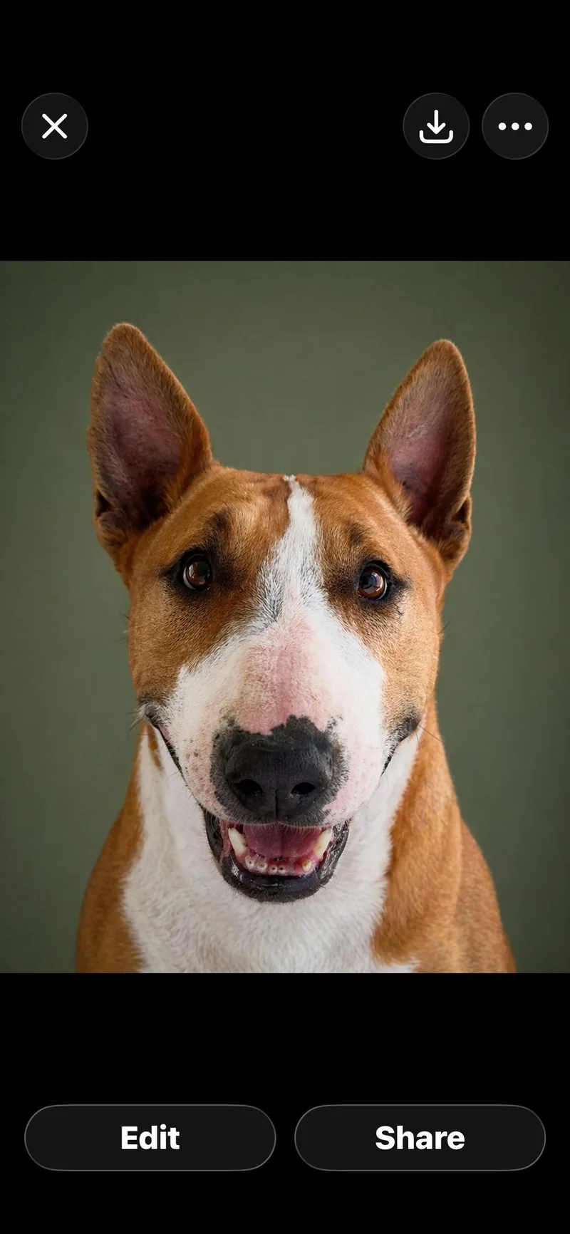A young medium-sized female Brown / Chocolate Bull Terrier dog named Mimi for adoption in Littlerock, CA