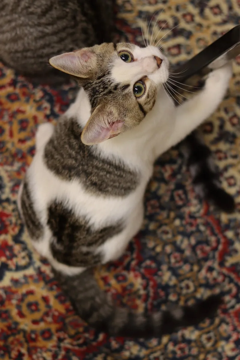 A baby medium-sized male Tabby cat named Cow for adoption in Owatonna, MN