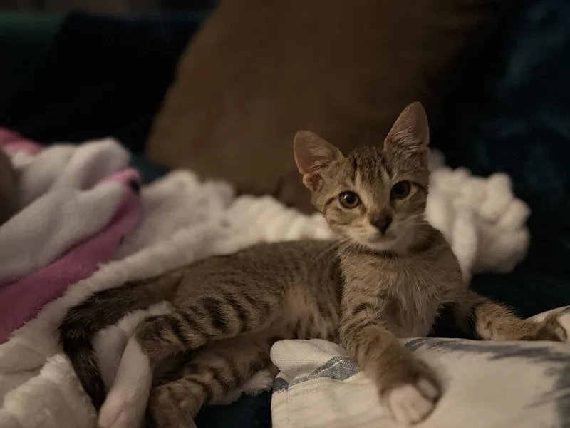A baby small-sized female Brown / Chocolate Domestic Short Hair cat named Jelly for adoption in Orlando, FL
