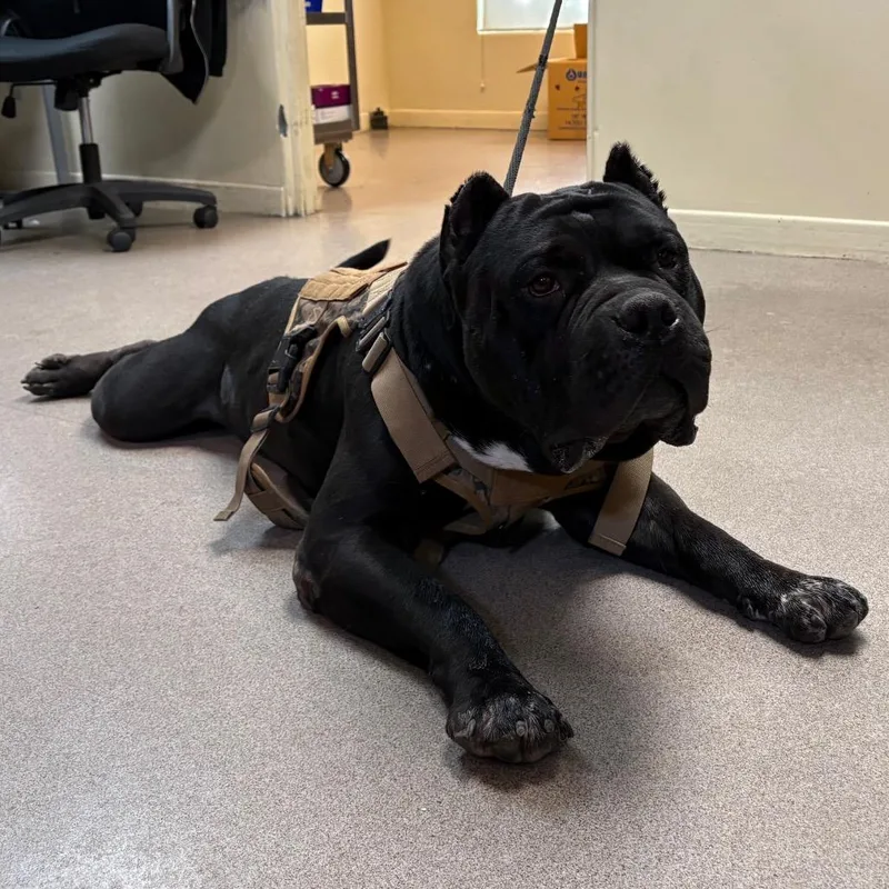 An adult large-sized male Black Pit Bull Terrier dog named Pudge for adoption in Pasadena, CA