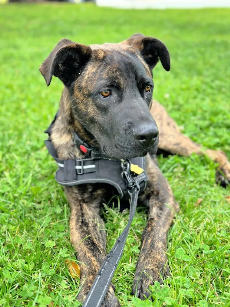 Milo Is A Good thumbnail 2