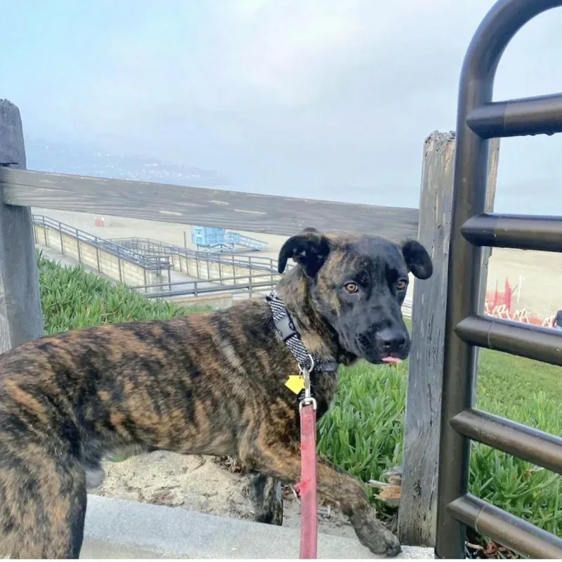 Milo Is A Good thumbnail 3