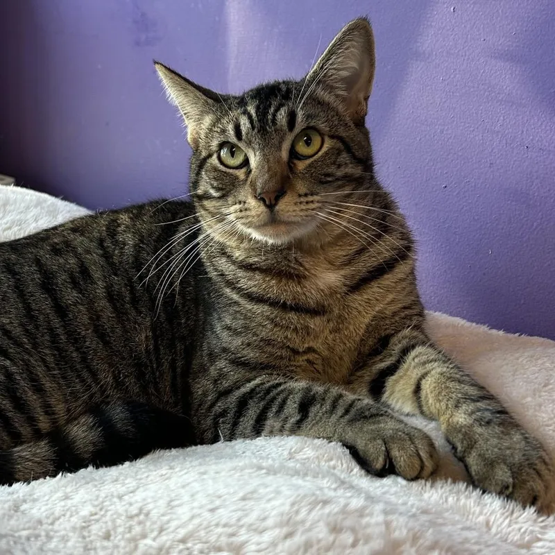 A young large-sized male Brown / Chocolate Domestic Short Hair cat named Haribo Houston for adoption in Denver, CO