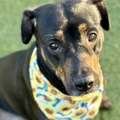 An adult large-sized female Mixed Breed dog named Hailey for adoption in Largo, FL
