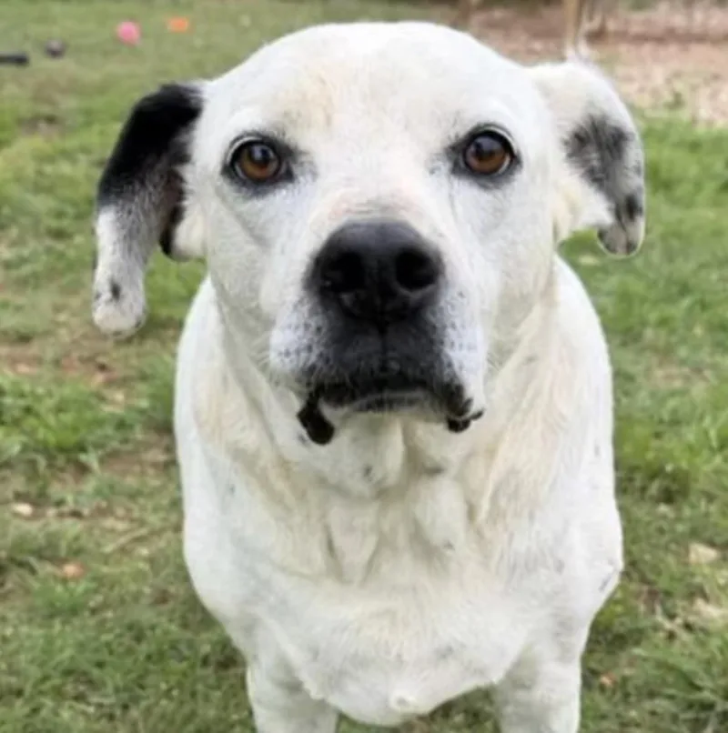 A senior large-sized male White / Cream Boxer dog named Lenny for adoption in Marble Falls, TX