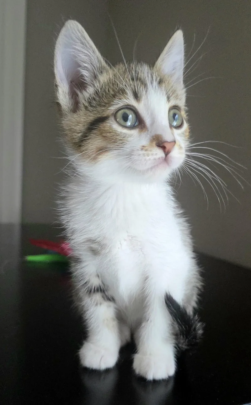 A baby medium-sized female Tabby cat named Vivien for adoption in Campbell, CA
