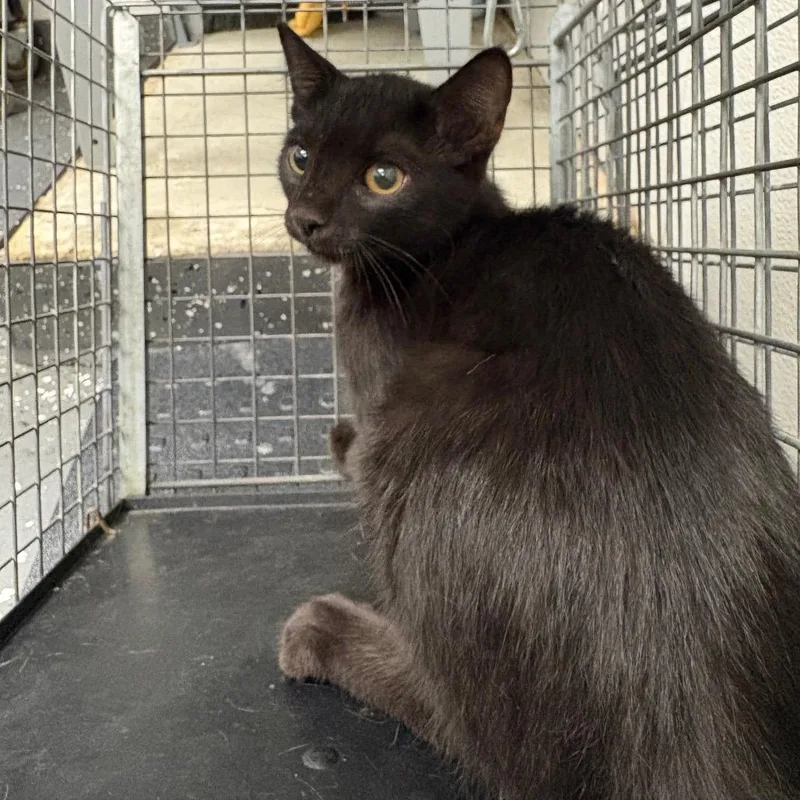 A baby small-sized male Black Domestic Short Hair cat named Fractious Conch for adoption in Columbiana, AL