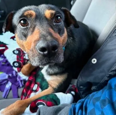 A young medium-sized female Black Terrier dog named Ellie for adoption in LEMONT, IL