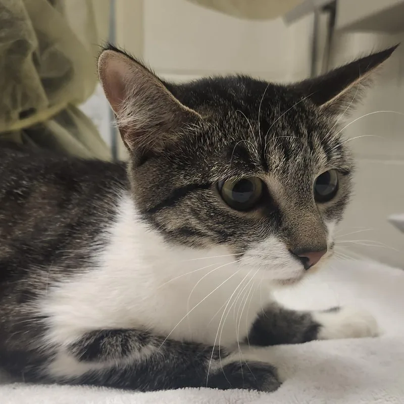 An adult medium-sized female Gray / Blue / Silver Domestic Short Hair cat named Phoenix for adoption in Murray, UT