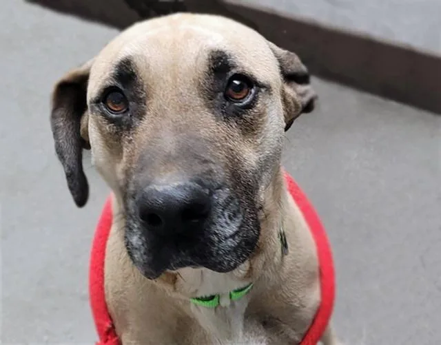 A young medium-sized female Labrador Retriever dog named Jenny for adoption in Tucson, AZ