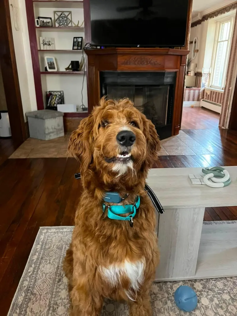Duke