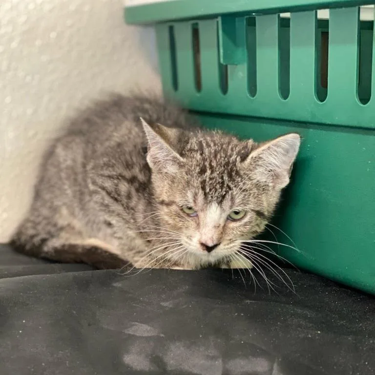 A baby small-sized female Domestic Short Hair cat named Mopsy for adoption in Fredericksburg, TX
