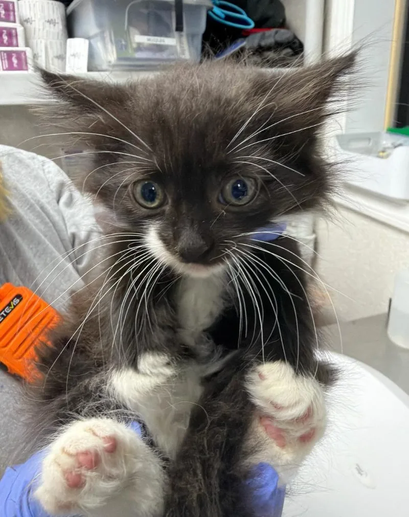 A baby medium-sized female Domestic Medium Hair cat named Zoink! for adoption in Pomona, NY