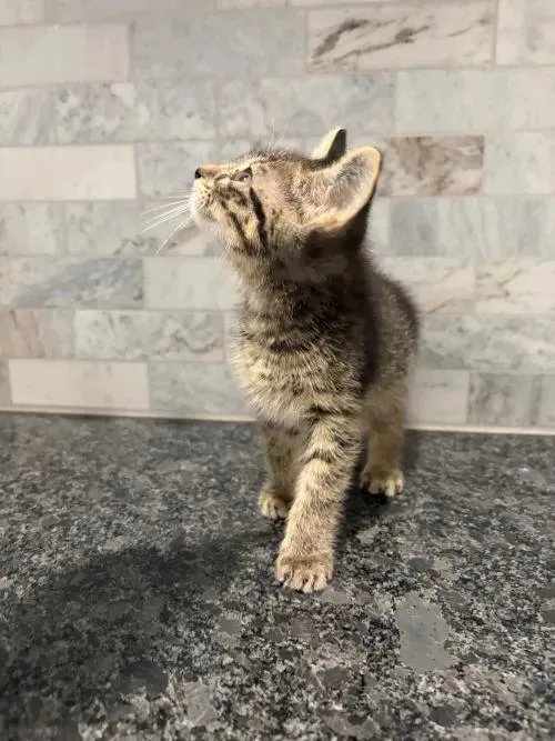 A baby small-sized male Tabby (Brown / Chocolate) Domestic Short Hair cat named Knuckles for adoption in Pearland, TX