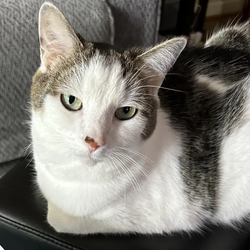 A senior small-sized male White Domestic Short Hair cat named Fuzz for adoption in Fairfax Station, VA