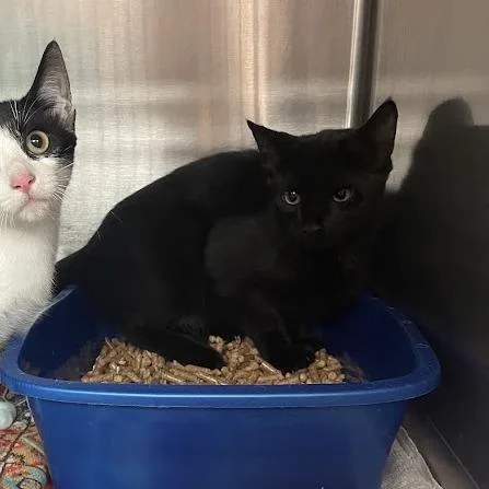 A baby small-sized female Black Domestic Short Hair cat named Elvira for adoption in Port Charlotte, FL